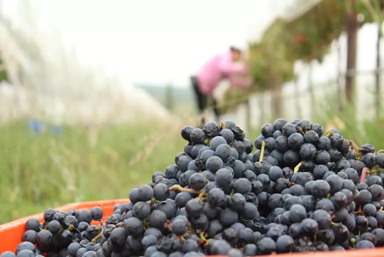 Uvas en el viñedo